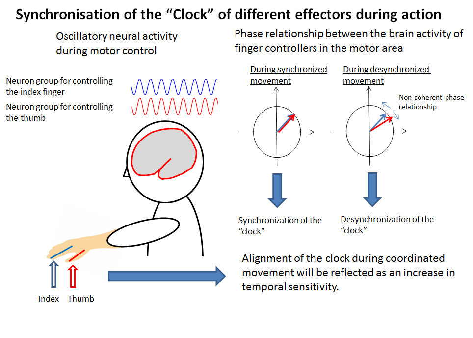 Neuronal mechanism of temporal synchronization across different effectors